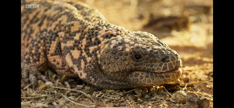 Gila monster (Heloderma suspectum) as shown in Seven Worlds, One Planet - North America